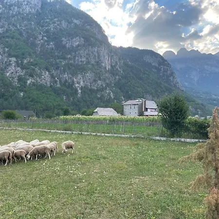 Petriti *